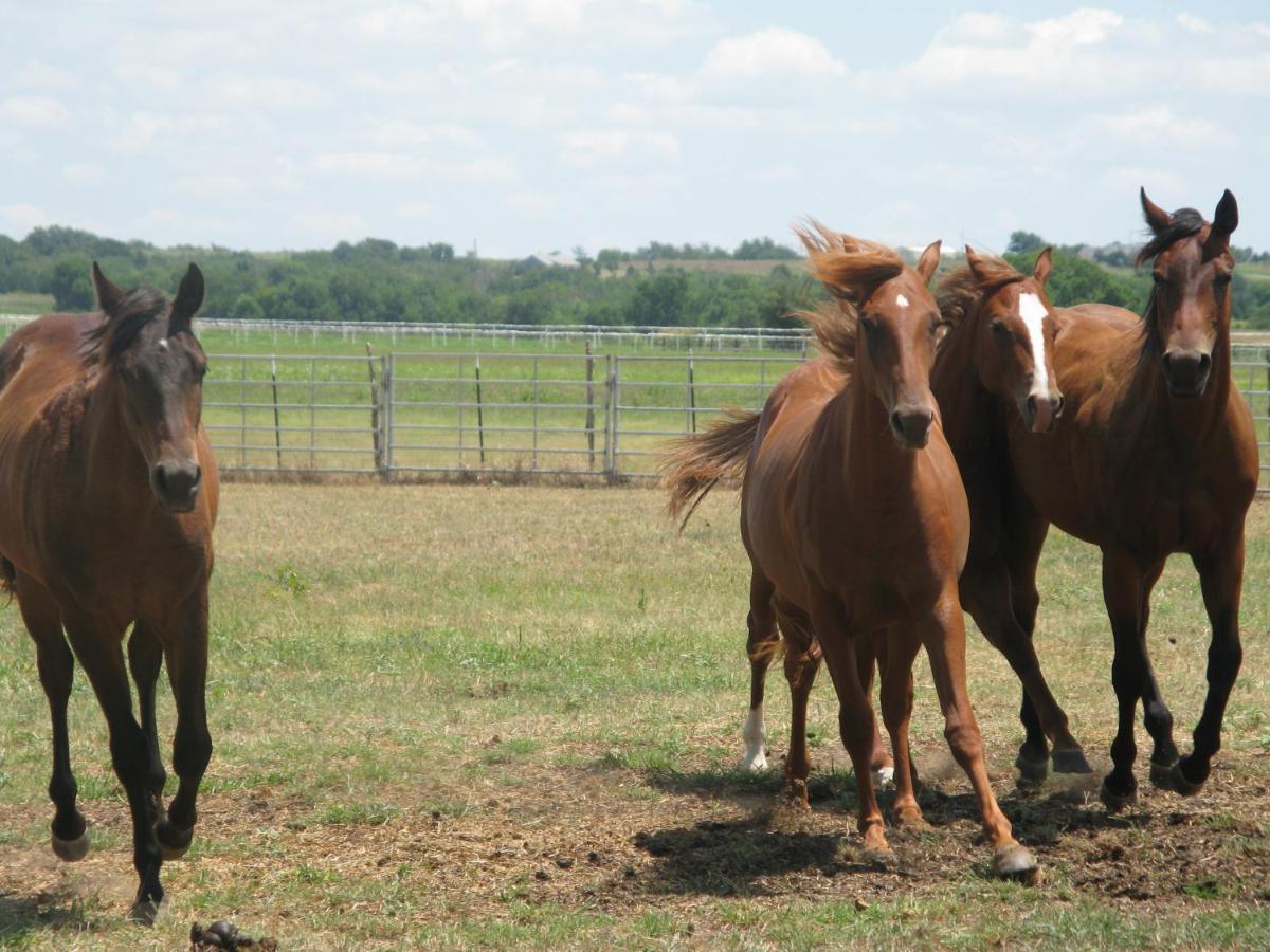 Monsereno Horses Frühstückspension